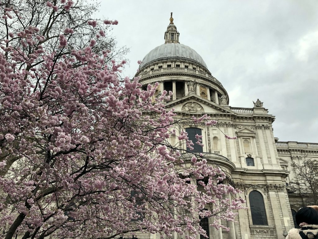 St Pauls Cathedral Cherry Blossoms
